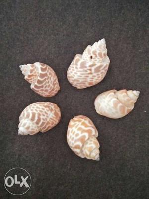 Shells 5 pieces