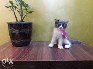 Short-coated White And Grey Cat