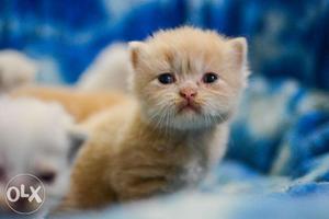 Show Quality Persian Kittens