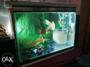 Small size only fish tank aquarium 2 months old