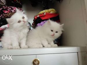 Snow White color Persian female kitten with blue
