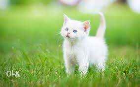 Snow White color kitten for sale in all cod all