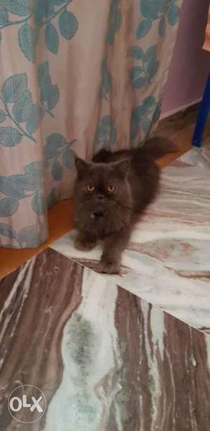 Sumy punch Persian cat fmale