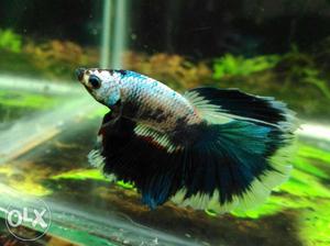 Thailand imported Galaxy betta fish. place: