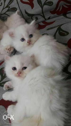 Three White Persian Kittens