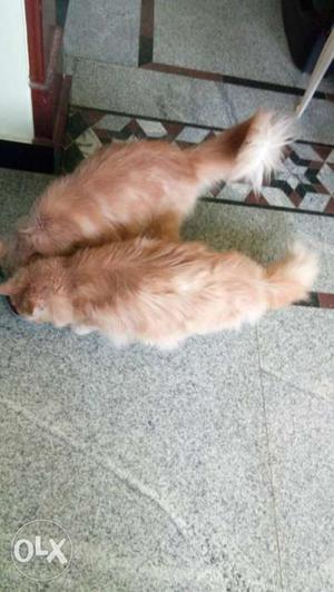 Two Orange Persian Cats