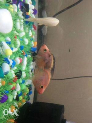 Two Pink And One White Cichlid Fish