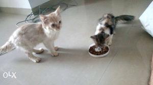 Two Silver And Calico Kittens