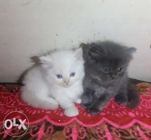 Two pair of pure persian kittens.