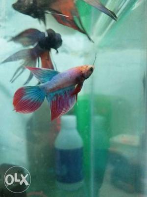 Very active Indian betta male 70 pair 2 male