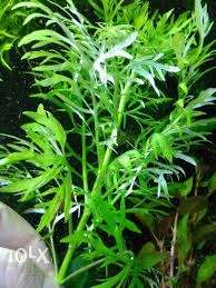 Want to sell live aquarium plants very low caring