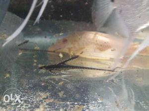 Whiptail cat fish for sale in Mumbai...Dombivli