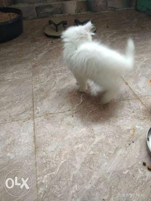 White Kitten For sell Best Breed.. Selling it at