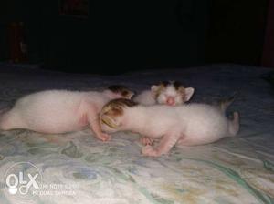 White Kittens New Borns White Male/ Female Both