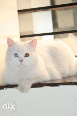 White Odd-eyed Cat