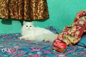 White Persian show quality male