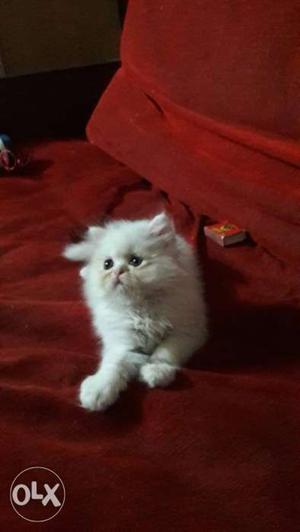 White sami punch male n female kittens available