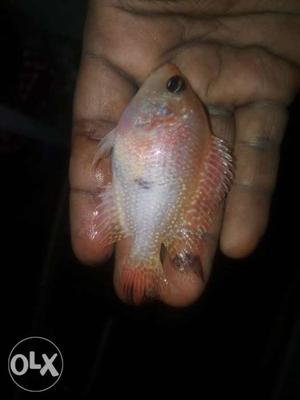 White&Orange flowern fish 250 only
