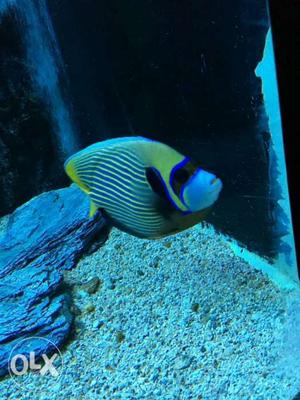 Yellow And Blue Striped Fish