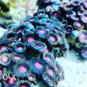 Zohas Polyp Coral Marine Fish Exotic Colors