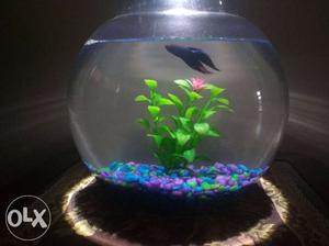 10 inch fish bowl with high quality betta fish