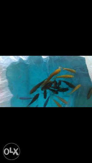18 pieces cichlid and 1 golden gorami fixed price