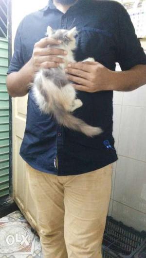 2.5 month old persian kitten very active playfull 