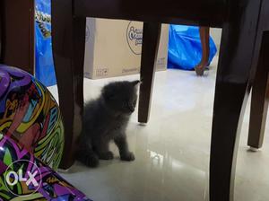 2 month grey colour male pure persian kitten