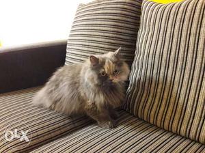 2 percian cats mele.female for sale nice and