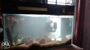 2fit fish tank and albino Oscar 2'5inch and