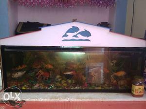 3 feet log aquarium with 20 long fish's with 2