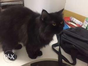 3years old Black Persian Cat Male