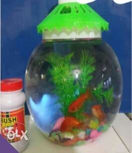 4 goldfish+bowl with top+pebbles+other aquarium