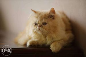 4 months old full punch female kitten price 