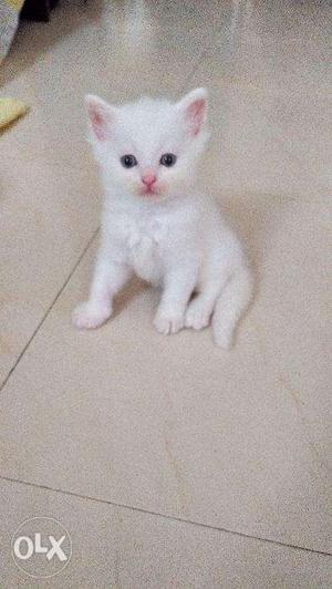 45 days White Persian Cat Male and Female pair