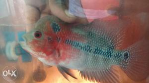 4inch, Flower Horn Fish