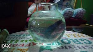 4inch bowl...wdh imported fghtr fish..fish is