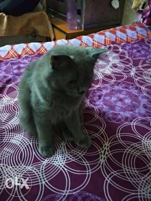 5month old doll face male grey colour its vry