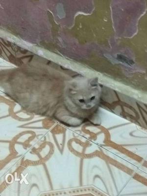 5month old male light brown color,doll Face vry
