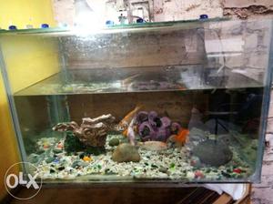 6 fish 2 filter good condition fish food