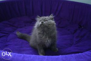 All type of Persian kittens available