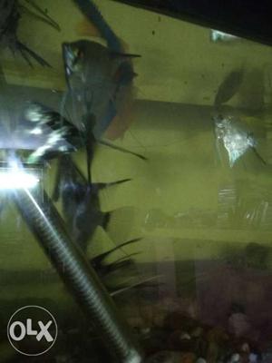 Angel fishes full size (breeding) 3 pairs total