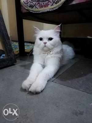 BREEDER.. Pure Persian male cat available for Mating and