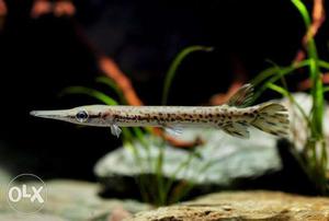 Baby Gar fish 3 inch for sale only rs 100.. Its a great