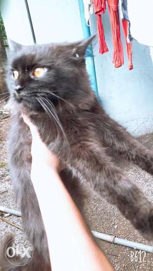 Black Cat In Nedumpana