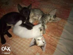 Black, White, And Gray Tabby Kittens
