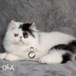 Black and White Van Male Persian Kitten available