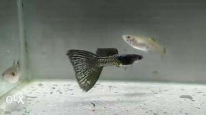 Black lacer guppy 350/pair
