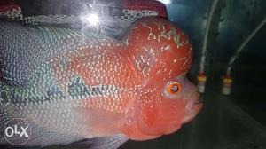 Breeding Pair For Sale Both Male And Female Have