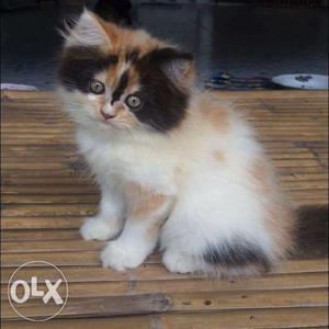 Brown and white shade kitten sale for original price ALL
